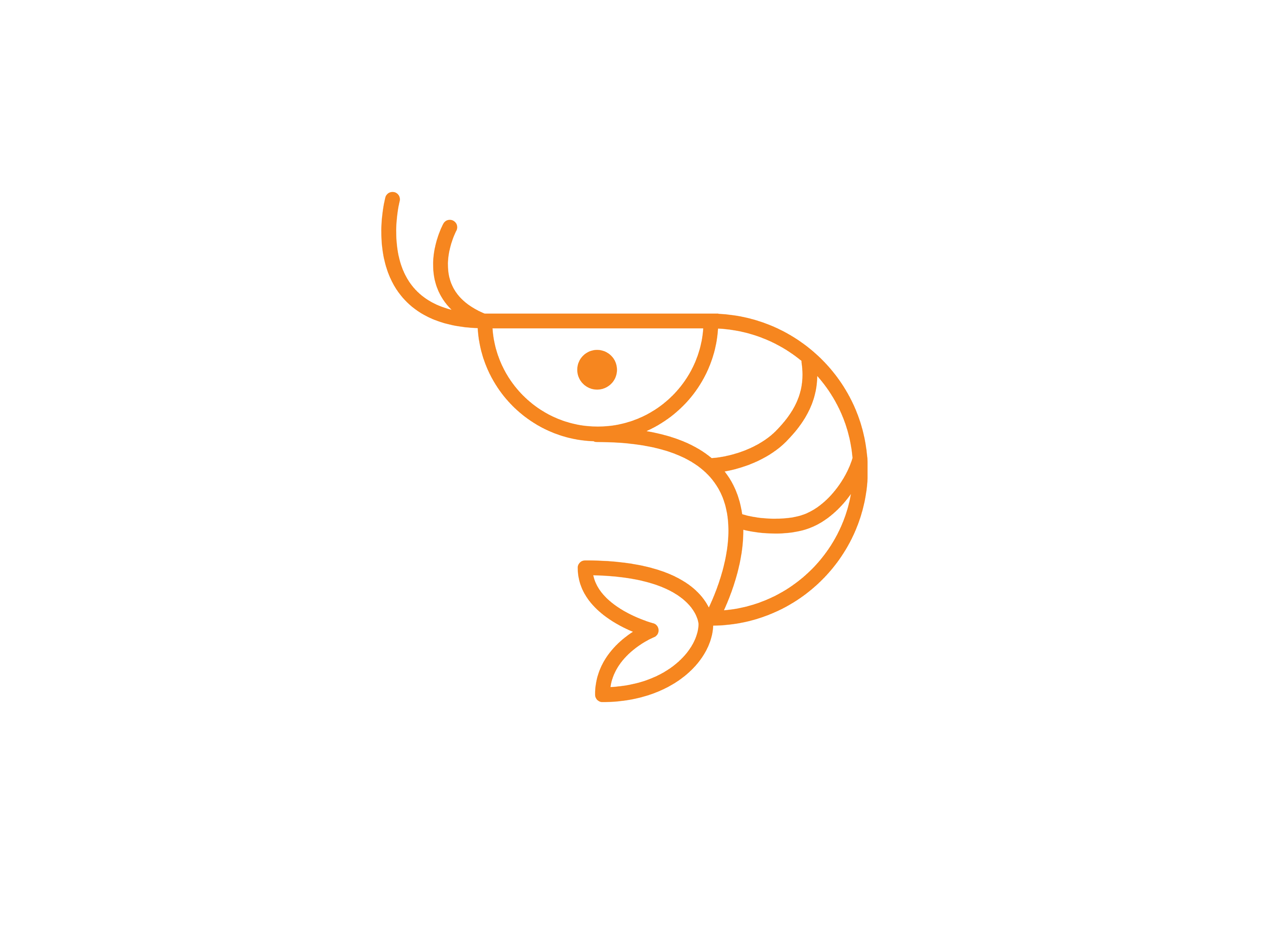 Shrimp Illustration